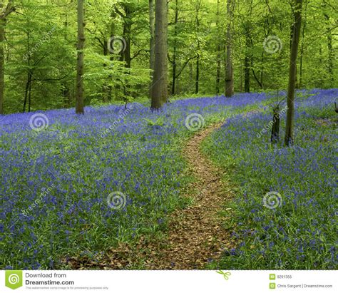 Bluebell Woods And Path Stock Image Image Of Journey