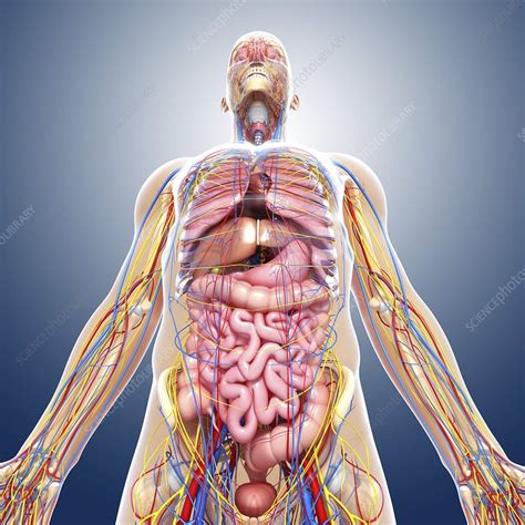 Normal Anatomy Of Human