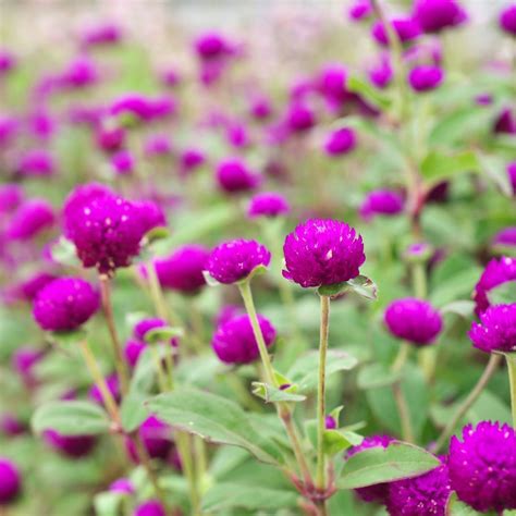 Globe Amaranth Tall Purple Seeds The Seed Collection