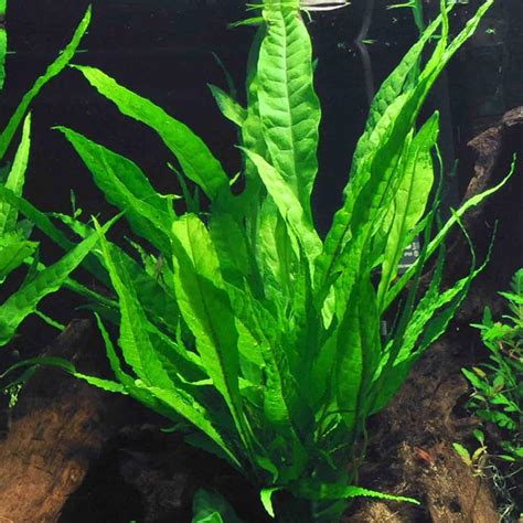 Best Rhizome Aquarium Plants For Your Aquarium