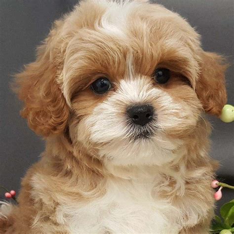 I highly recommend premier pups. Visit our Cavapoo Puppies for Sale near West Palm Beach ...