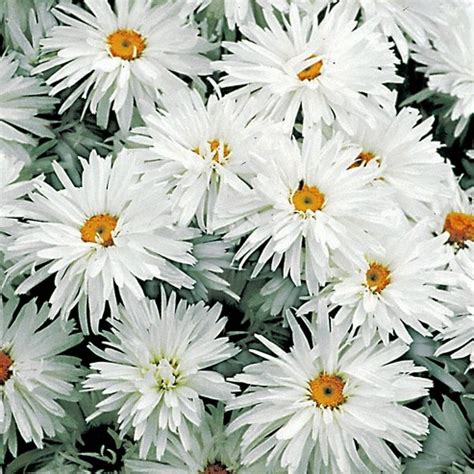 Crazy daisy flowers near me. Leucanthemum x Superbum Shasta Daisy 'Crazy Daisy' - One ...