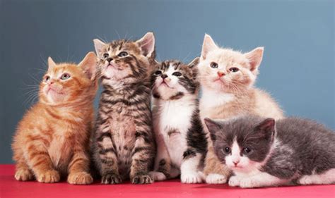 Heres How To Get Cute Kittens Delivered To Your Home