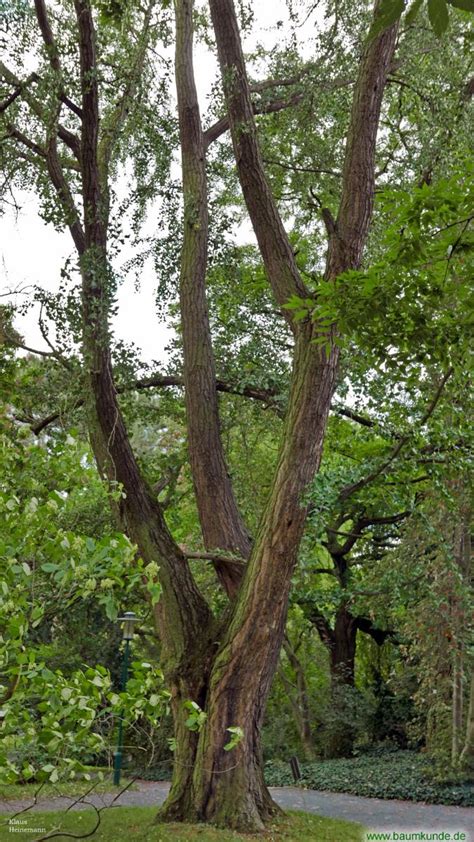 Check spelling or type a new query. Ginkgo 2 im Bot. Garten Jena
