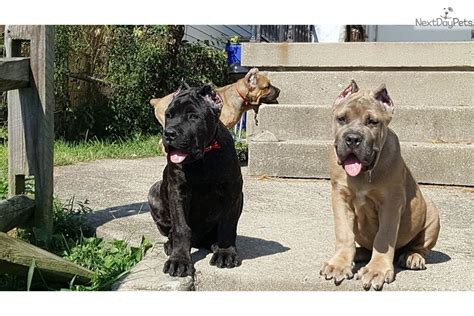Find cane corso puppies and breeders in your area and helpful cane corso information. Cane Corso Mastiff puppy for sale near Cincinnati, Ohio ...