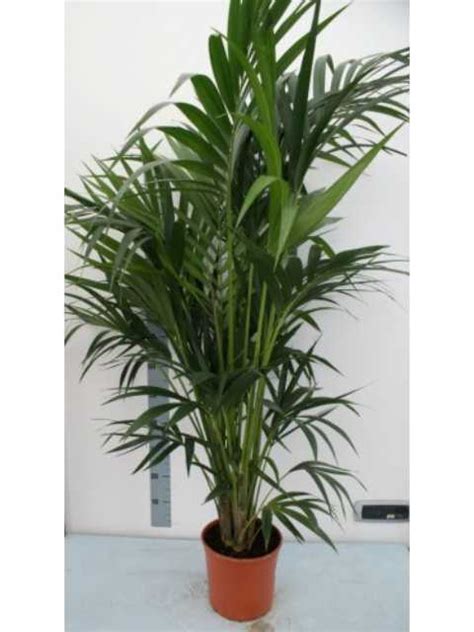 Qui puoi trovare piante da interno, appartamento, ufficio, locali o eventi. KENTIA Piante da interno Pianta da Appartamento altezza 120/150 cm - vaso 20 cm | eBay