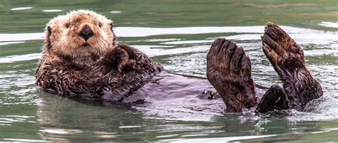 Endangered Sea Otters In Canada