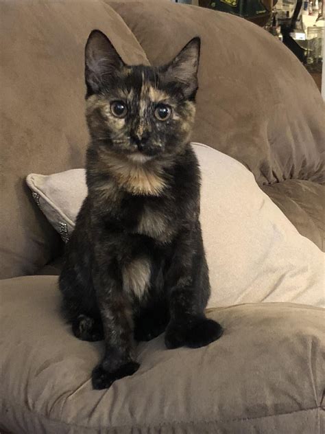 We did not find results for: Cats Eyes Dilated Sick | Everything About Cats - The Cat ...