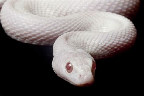 20 Stunningly Rare Albino Animals
