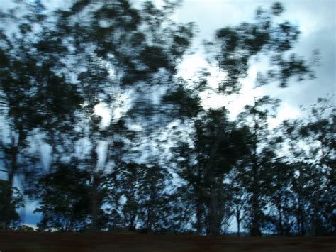 Wallpapers Blurry Trees