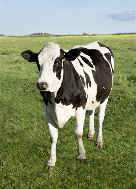 Vache Laitière Du Holstein Image Stock Image Du Domestiqué 32940793