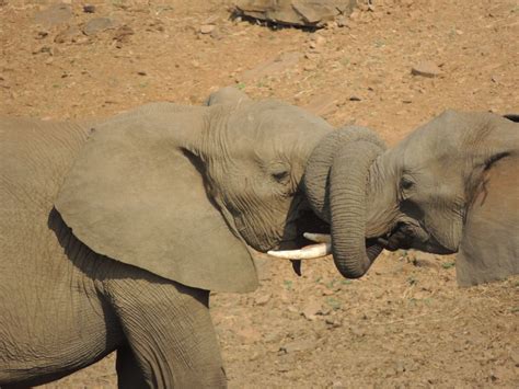 Free Photo Elephants In Love