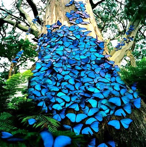 Mass Of Butterflies Blue Morpho Butterfly Blue Morpho Beautiful