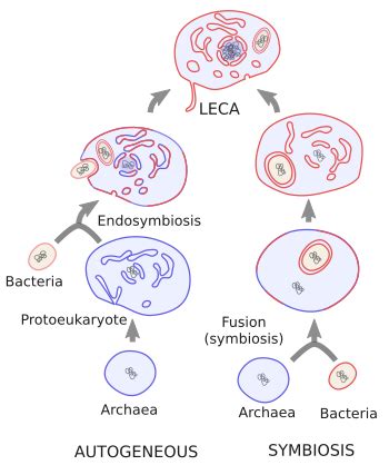 Maybe you would like to learn more about one of these? The cell. 1. Origin of eukaryotes. Atlas of Plant and ...