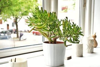 Cactus plant is high in fiber, so it enables smooth muscles to function properly. How to Care for a Jade Plant Indoors | Home Guides | SF Gate
