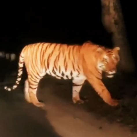 Kemunculan Harimau Jawa Di Gunung Pegat Kembali Undang Perdebatan