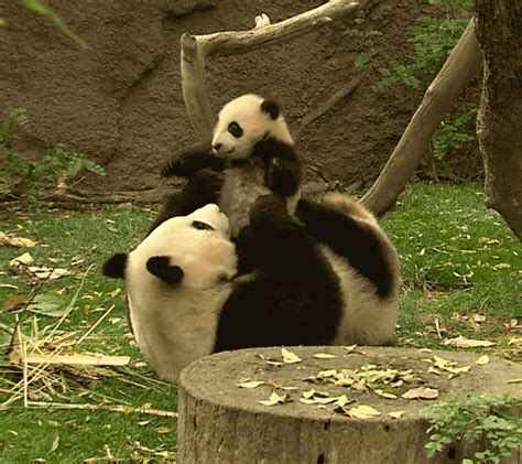 Funny Reaction Cute Adorable Play Panda Parenting Baby Animals