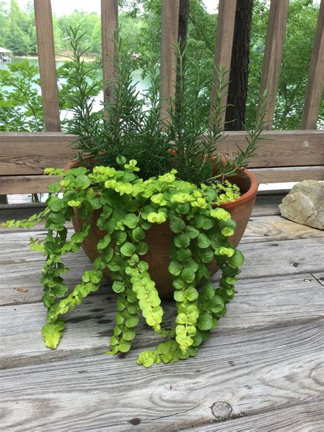 Container Gardening At The Lake Rosemary And Creeping Jenny