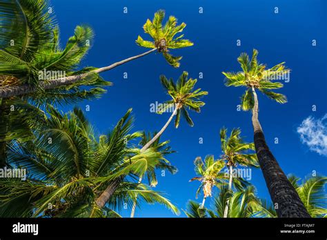 Beautiful Exotic Tall Palm Trees With Coconuts High In Deep Blue Sky