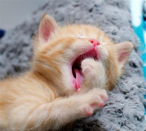 Cute Yawning Kittens Cute Kittens Photo Fanpop