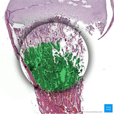Bone Marrow Histology Types And Features Kenhub