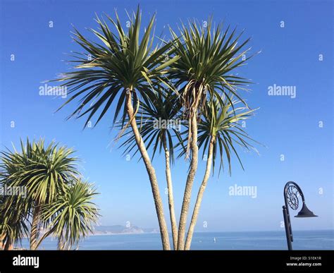 Trees Sea And Lamp Post Lyme Regis Dorset Stock Photo Alamy