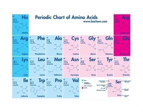 The following list gives these notations along with hypertext. FREE 15+ Sample Amino Acid Chart Templates in MS Word | PDF