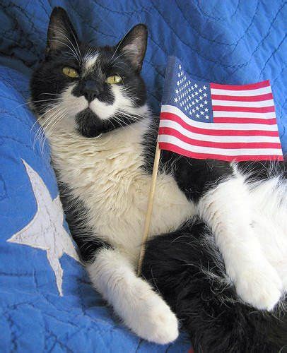 Pin By Chinkyaku San On Cats Cat Celebrating Patriotic Pets