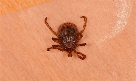 The Complete Guide To All Types Of Ticks Az Animals