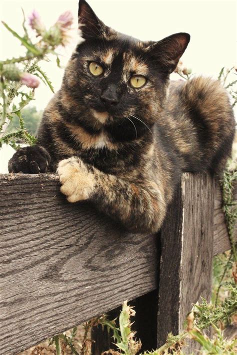 Tortitude The Unique Personality Of Tortoiseshell Cats Fact Or
