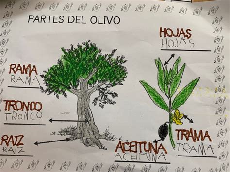 El Duende Educativo Proyecto El Olivo Y La Aceituna