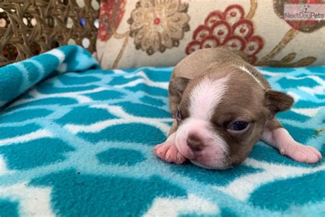 We breed yorkies, biewer terriers, and gold dust yorkshire pomeranian puppies for sale in florida, tampa fl, teacup and toy size from private breeder in sarasota, south florida find and buy the perfect teacup pomeranian puppy. Boston Terrier puppy for sale near Tampa Bay Area, Florida. | 4c753db7-80d1