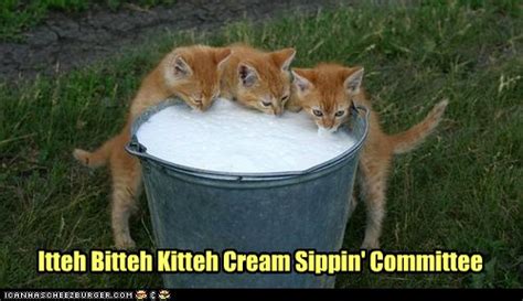 Itteh Bitteh Kitteh Cream Sippin Committee Lolcats Lol Cat Memes