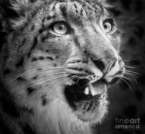 Snow Leopard Portrait Photograph By Emma England Fine Art America