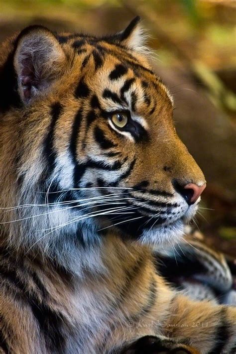 Portrait Of Tiger Sumatran Tiger Portrait By Karldawson