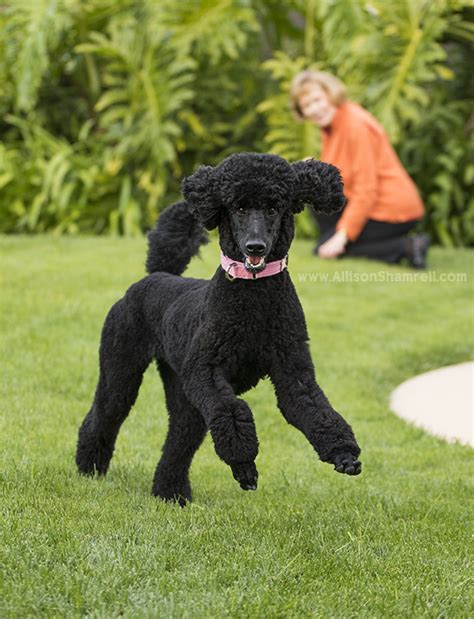 971 lomas santa fe dr, solana beach, ca 92075. poodle Archives - San Diego Pet Photographer Allison ...