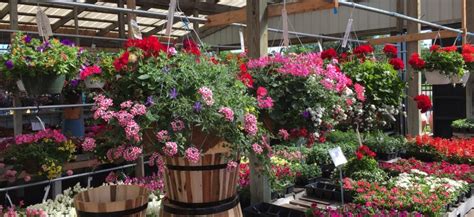 Ace hardware is known for their helpful team of experts who are ready to give advice on your next home project. Flower pots Archives - Ace Hardware