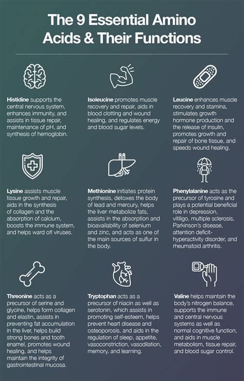 The 9 Essential Amino Acids And Why We Need Them The Amino Company