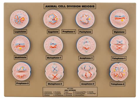 Model Animal Cell Division Meiosis Mini — Eisco Labs