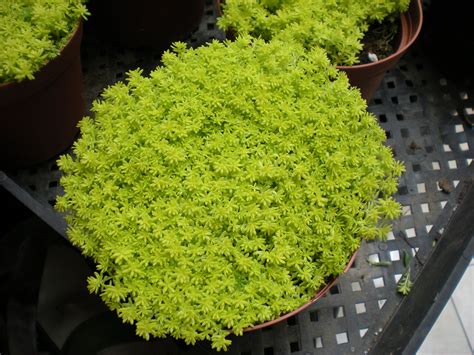 Pin By Blooming Secrets On Celebrating Spring Ground Cover Drought