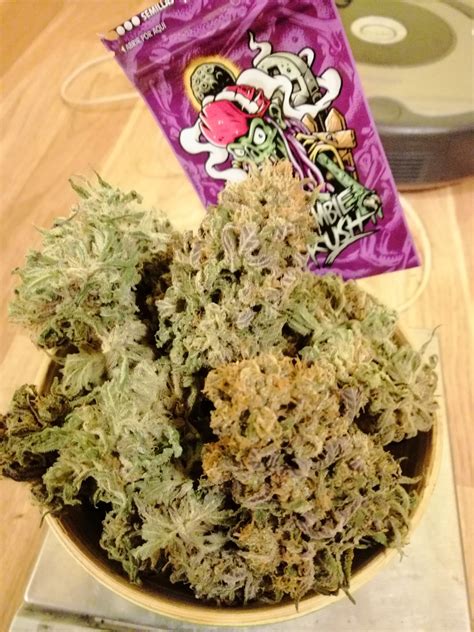 Ripper Seeds Zombie Kush Grow Diary Journal Harvest13 By Campacavallo Growdiaries