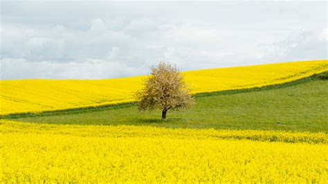 Flowers Tree Field Yellow Slope Grass Clouds Blue Sky Hd Nature