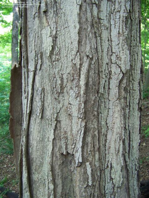 Bark of mature sugar maple. PlantFiles Pictures: Sugar Maple (Acer saccharum) by Gindee77