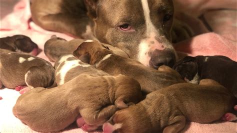 Newborn Pitbull Puppies Hulk Grandpuppies Youtube