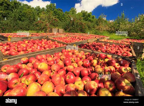 Dickie Brothers Apple Orchard at Massies Mill, Nelson County, Virginia