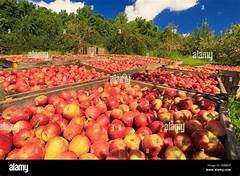 %f0%9f%8d%8e%f0%9f%8d%8e%f0%9f%8d%8e%f0%9f%8d%8e%f0%9f%8d%8e%f0%9f%8d%8e Dickey Brothers Orchard Where Apple Picking Memories Are Made