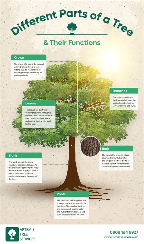 Different Parts Of A Tree And Their Functions Artemis Tree Services