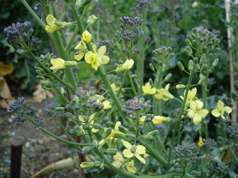 Gardens provide food, shelter and water for animals. Down on the Allotment: Biodiversity in Your Garden