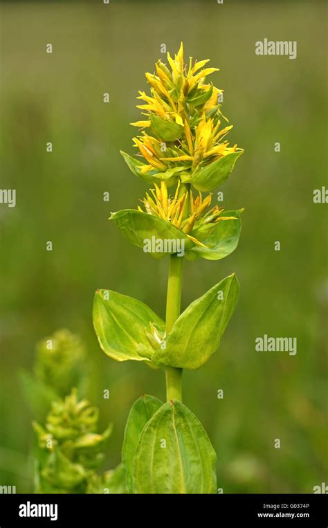 Great Yellow Gentiana Stock Photo Alamy