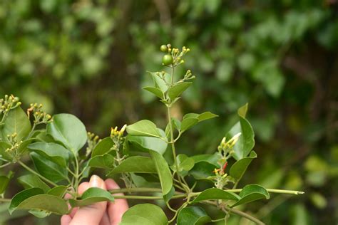 Jasminum Fluminense Oleaceae Image At Phytoimages Siu Edu